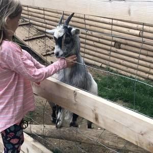 Meet your Posher, Bambi